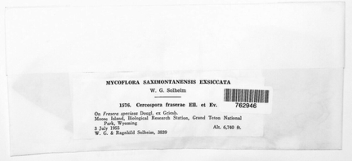Pseudocercospora fraserae image